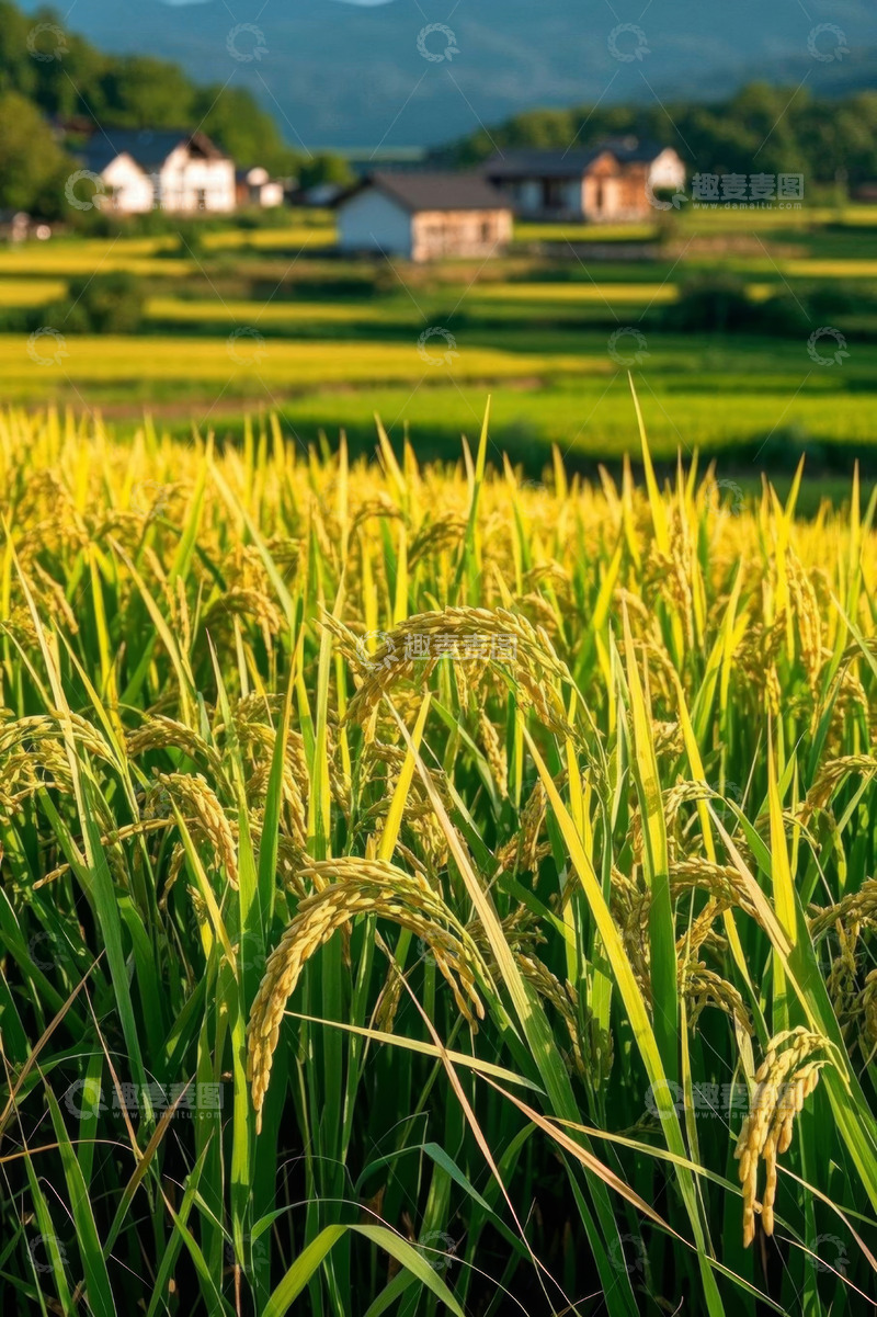 高清大图下载【趣麦麦图】田园风光中的金黄稻田