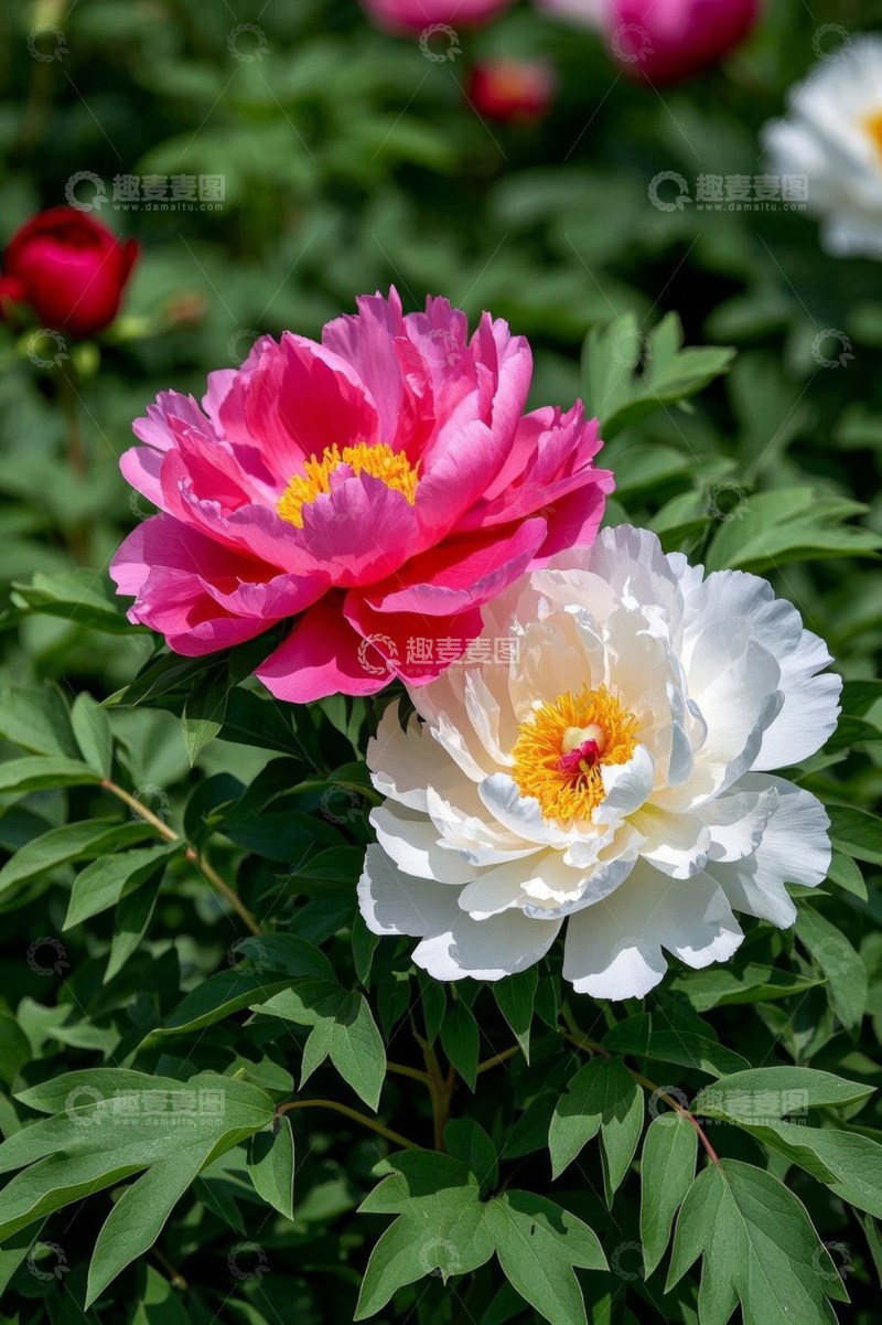 高清大图下载【趣麦麦图】盛开的粉色与白色牡丹花