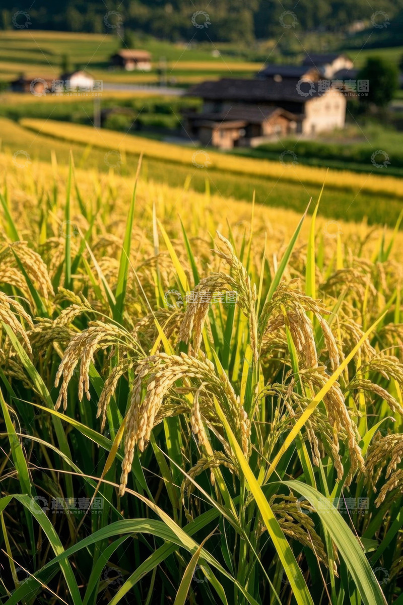 高清大图下载【趣麦麦图】乡村稻田与民居景致