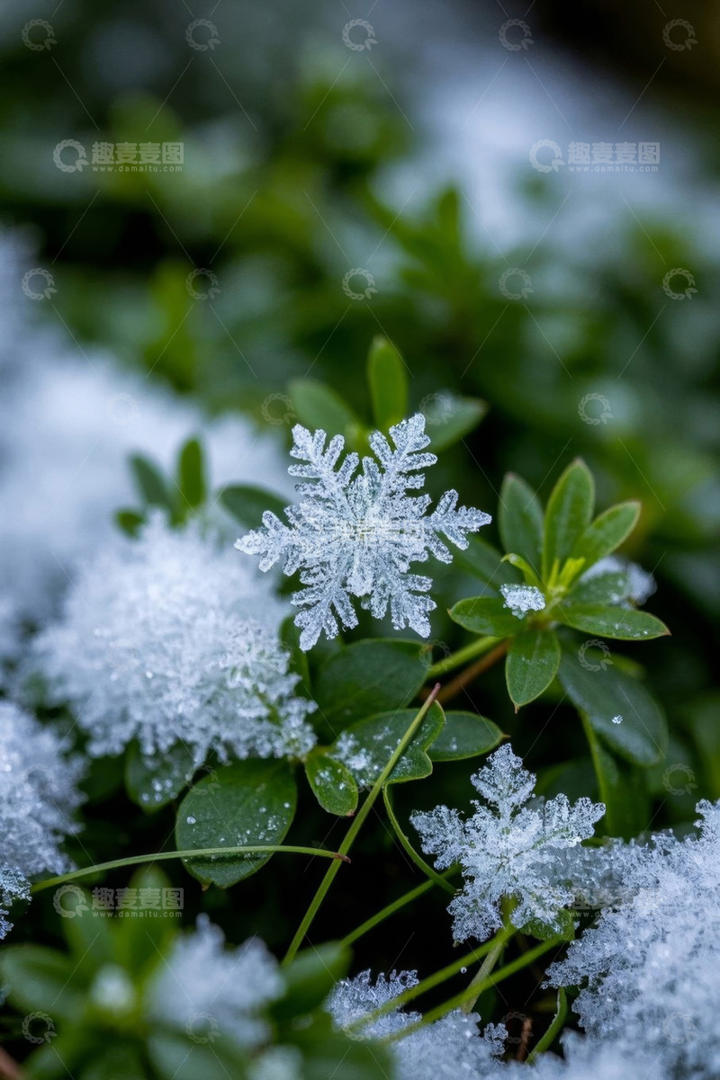 高清大图下载【趣麦麦图】绿叶上的雪花特写