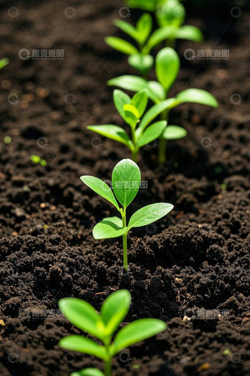 高清大图下载【趣麦麦图】土壤中生长的嫩绿植物幼苗