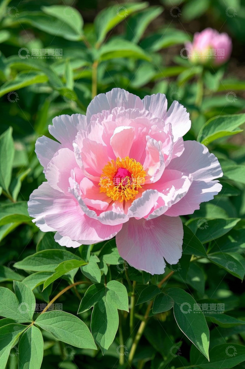 高清大图下载【趣麦麦图】盛开的粉色牡丹花特写