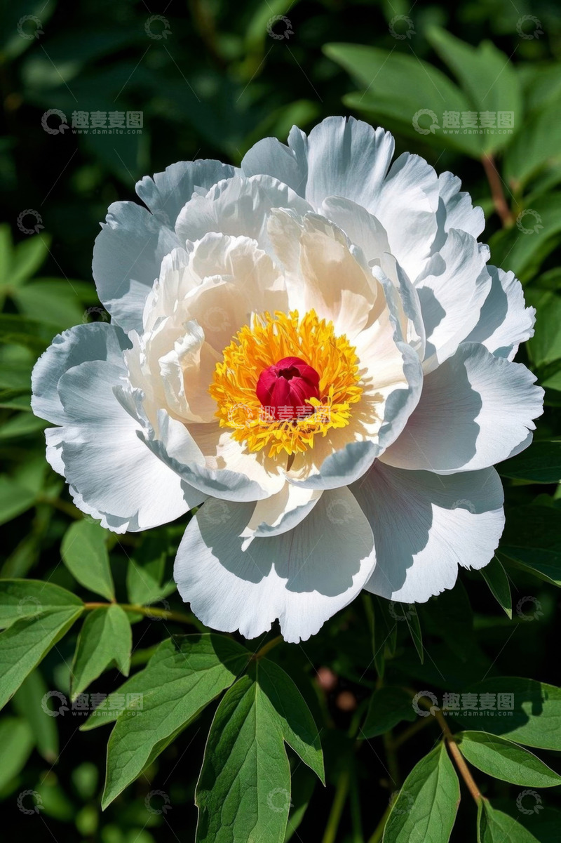高清大图下载【趣麦麦图】盛开的白色牡丹花特写