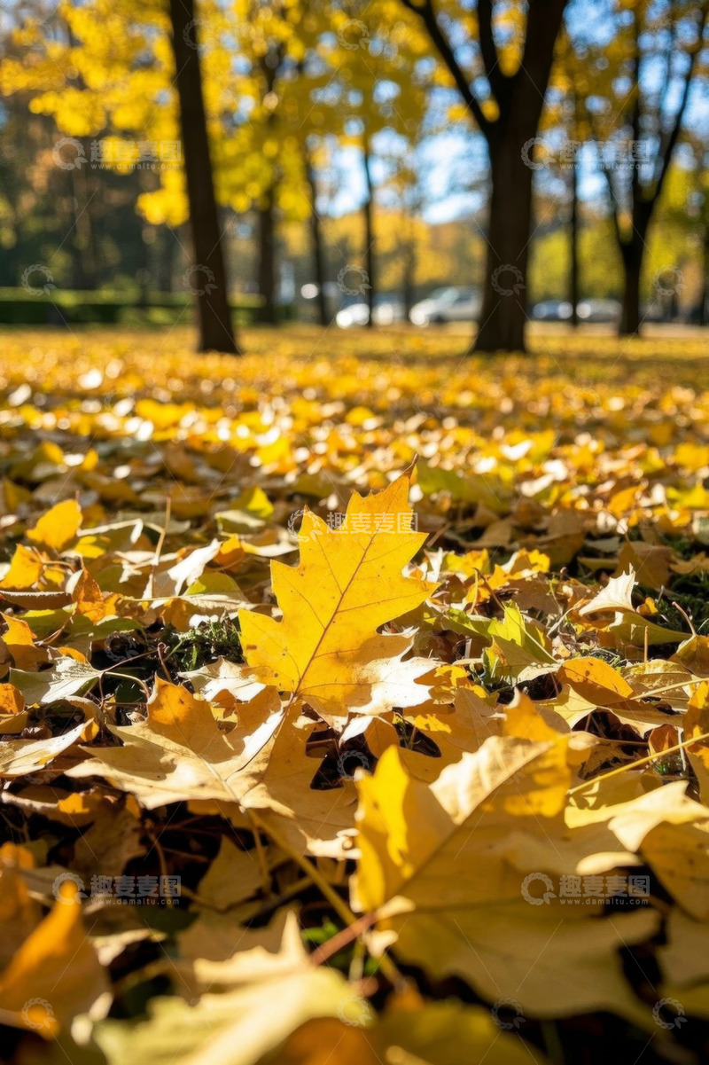 高清大图下载【趣麦麦图】公园秋日地面金黄落叶景象