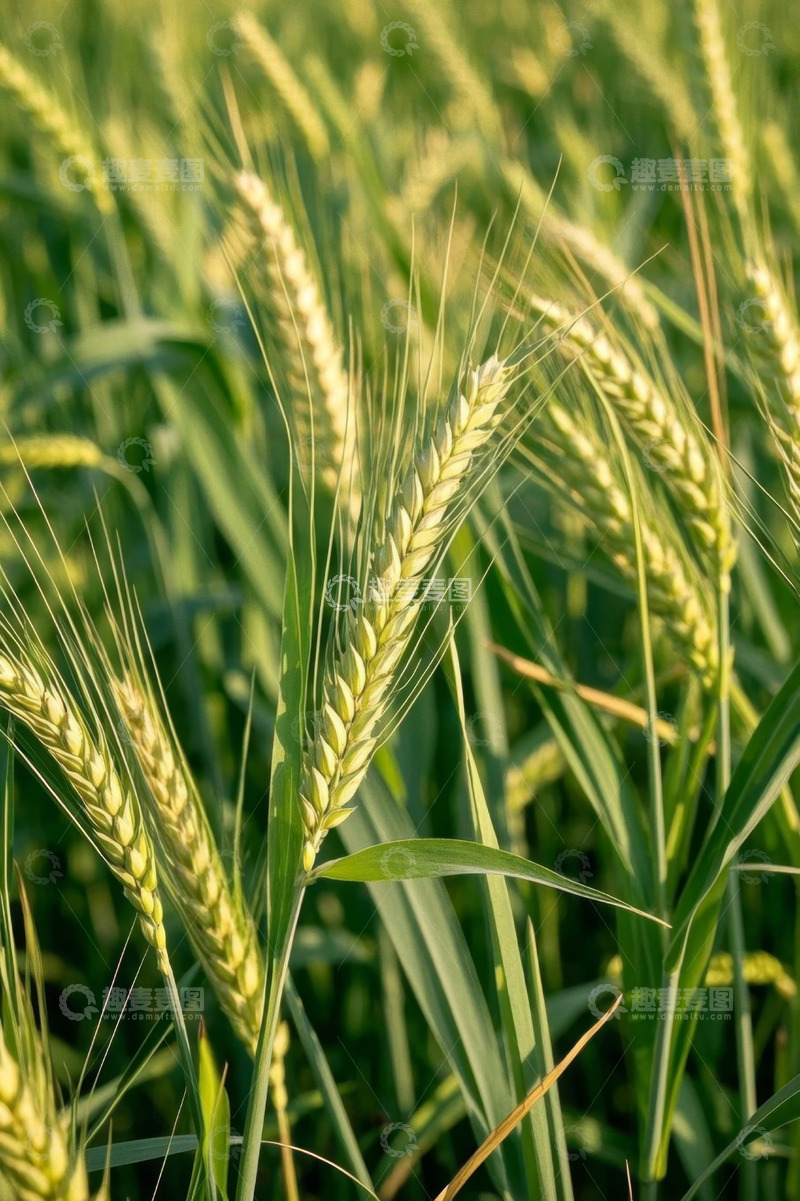 高清大图下载【趣麦麦图】成熟小麦特写