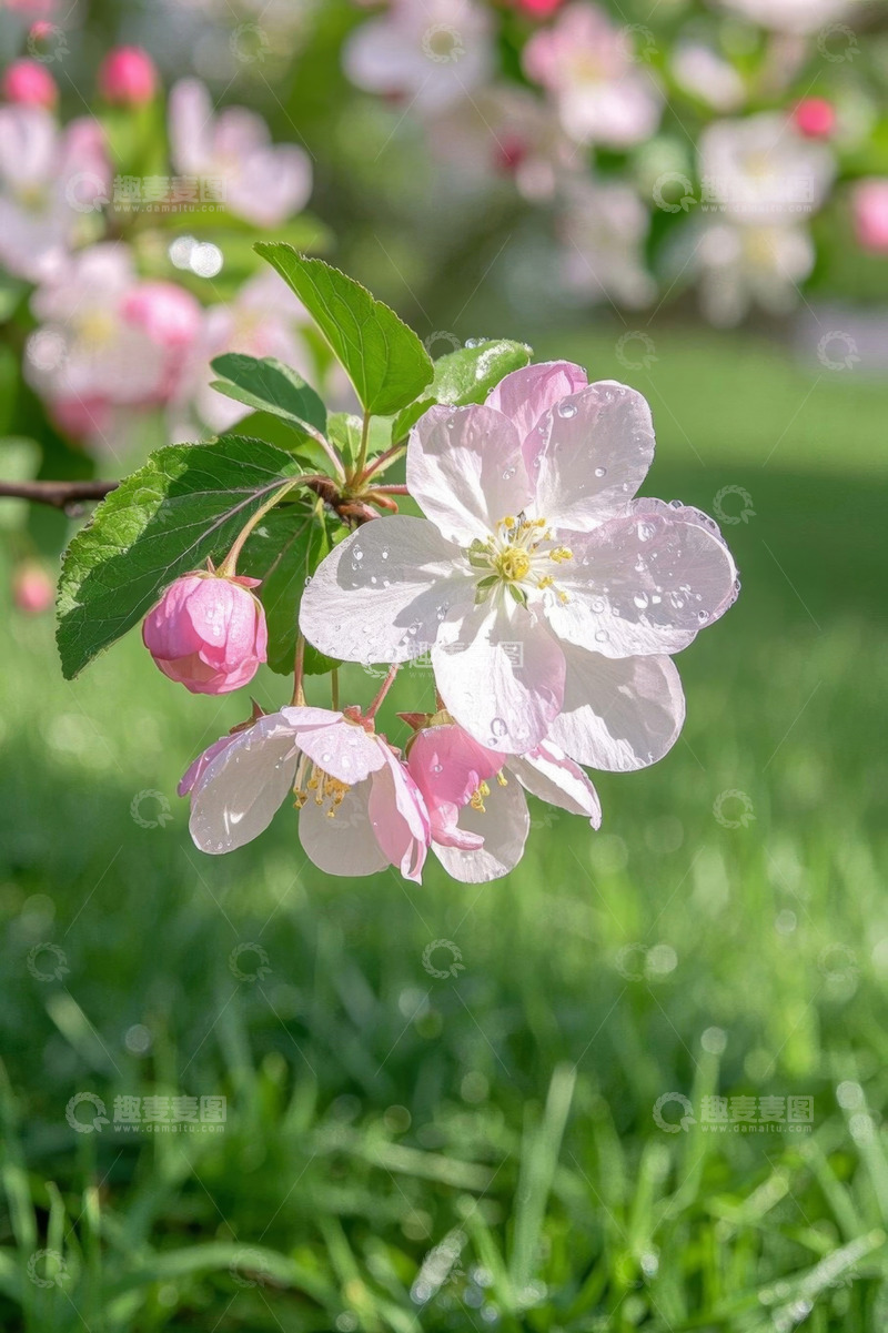 高清大图下载【趣麦麦图】盛开的粉色花朵特写