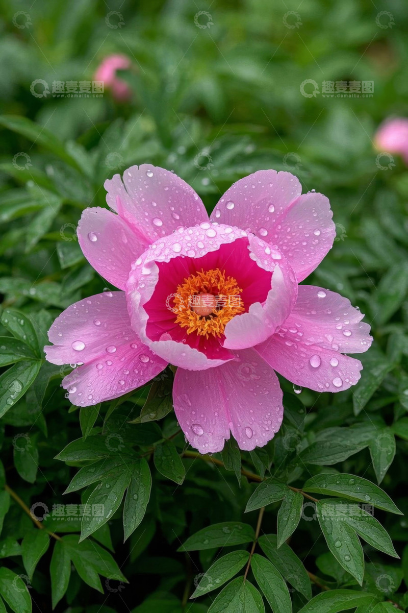 高清大图下载【趣麦麦图】带水珠的粉色牡丹花特写