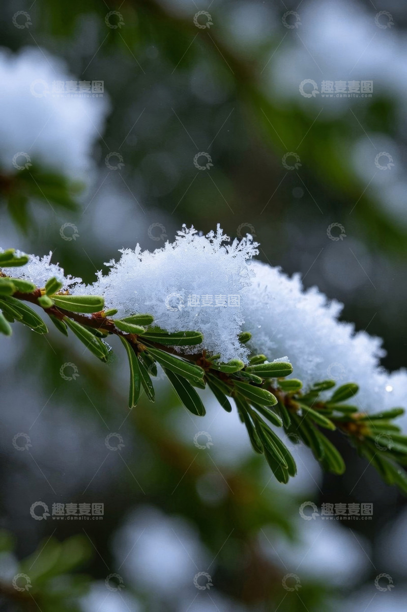 高清大图下载【趣麦麦图】覆雪的绿色树枝特写
