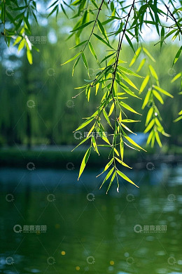 垂柳临水自然风景