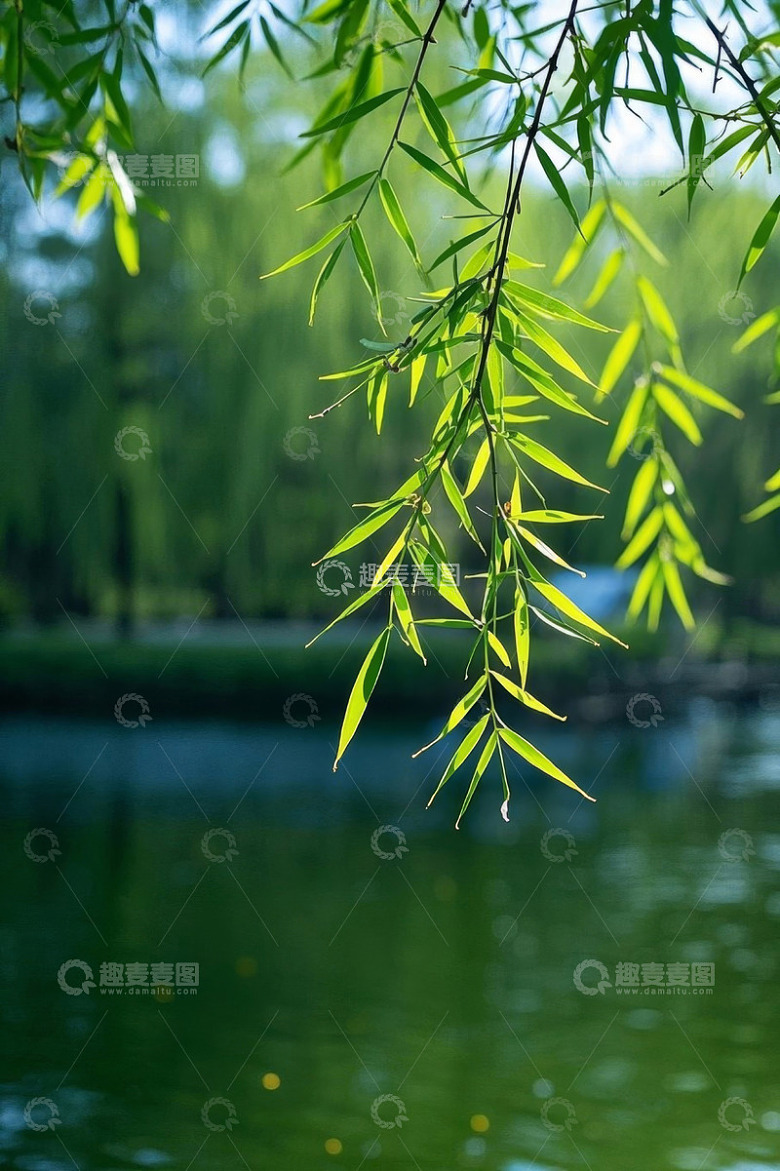 垂柳临水自然风景
