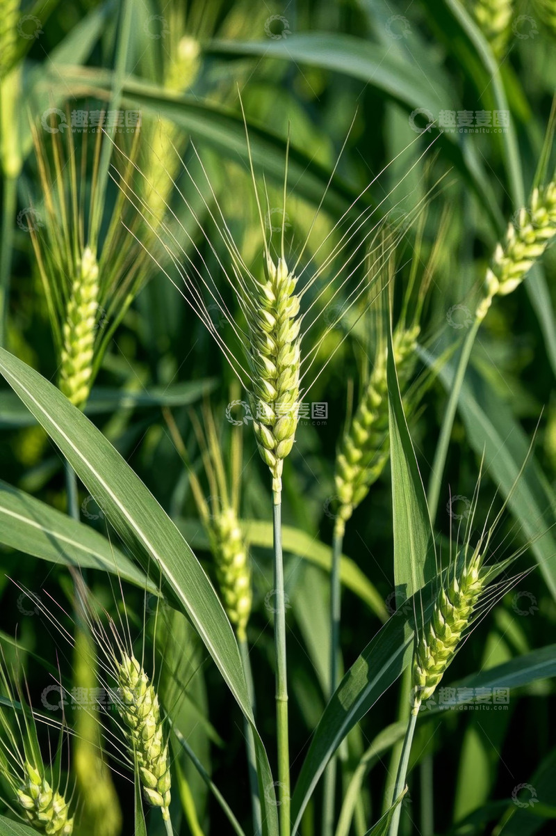 高清大图下载【趣麦麦图】田间生长的小麦植株特写