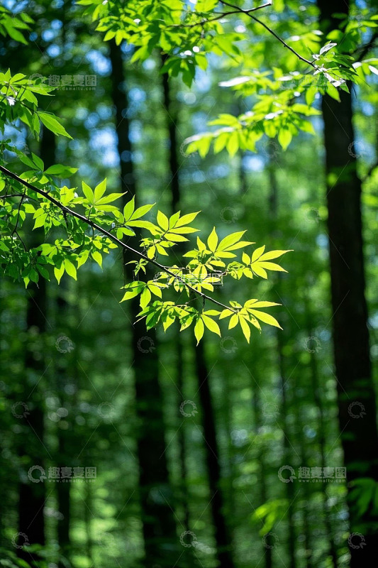 森林中嫩绿树叶特写