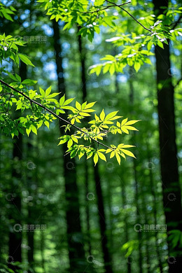 森林中嫩绿树叶特写