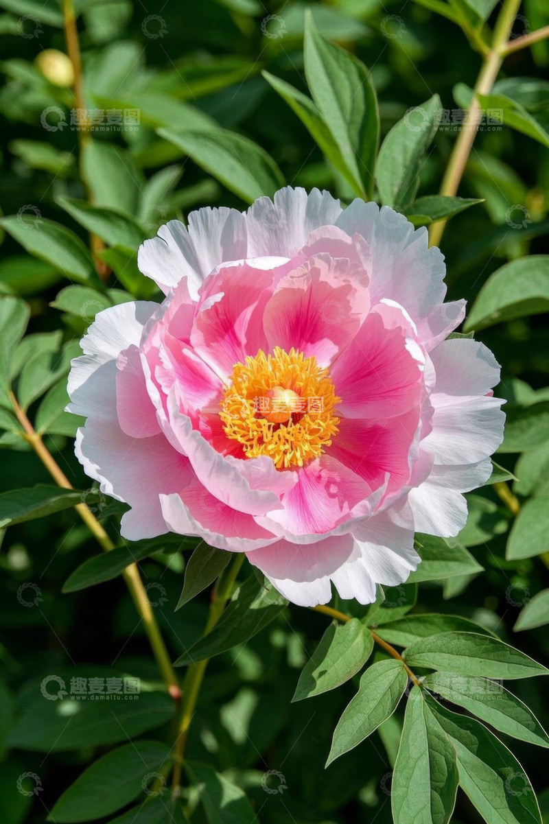 高清大图下载【趣麦麦图】盛开的粉色牡丹花特写