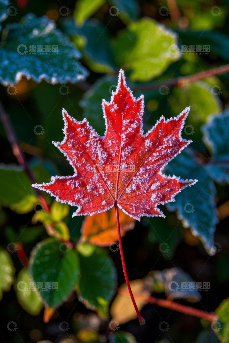 高清大图下载【趣麦麦图】覆霜红色枫叶特写