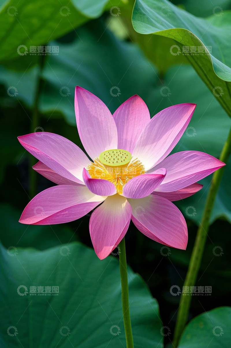 高清大图下载【趣麦麦图】盛开的粉色荷花特写