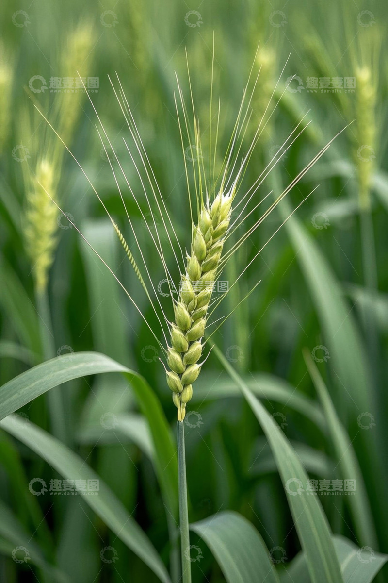 高清大图下载【趣麦麦图】特写小麦麦穗与麦秆