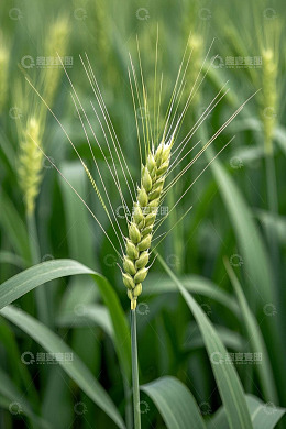 特写小麦麦穗与麦秆