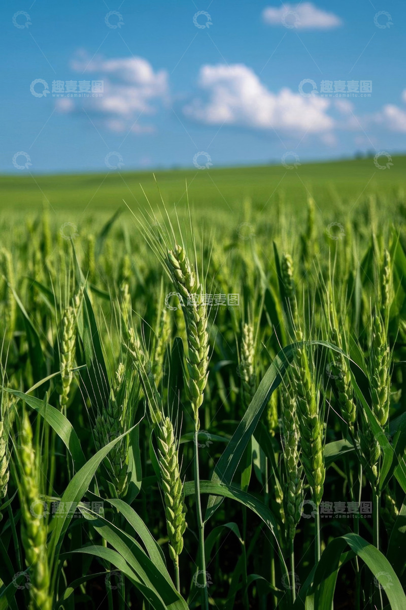 高清大图下载【趣麦麦图】绿色麦田与蓝天白云景象
