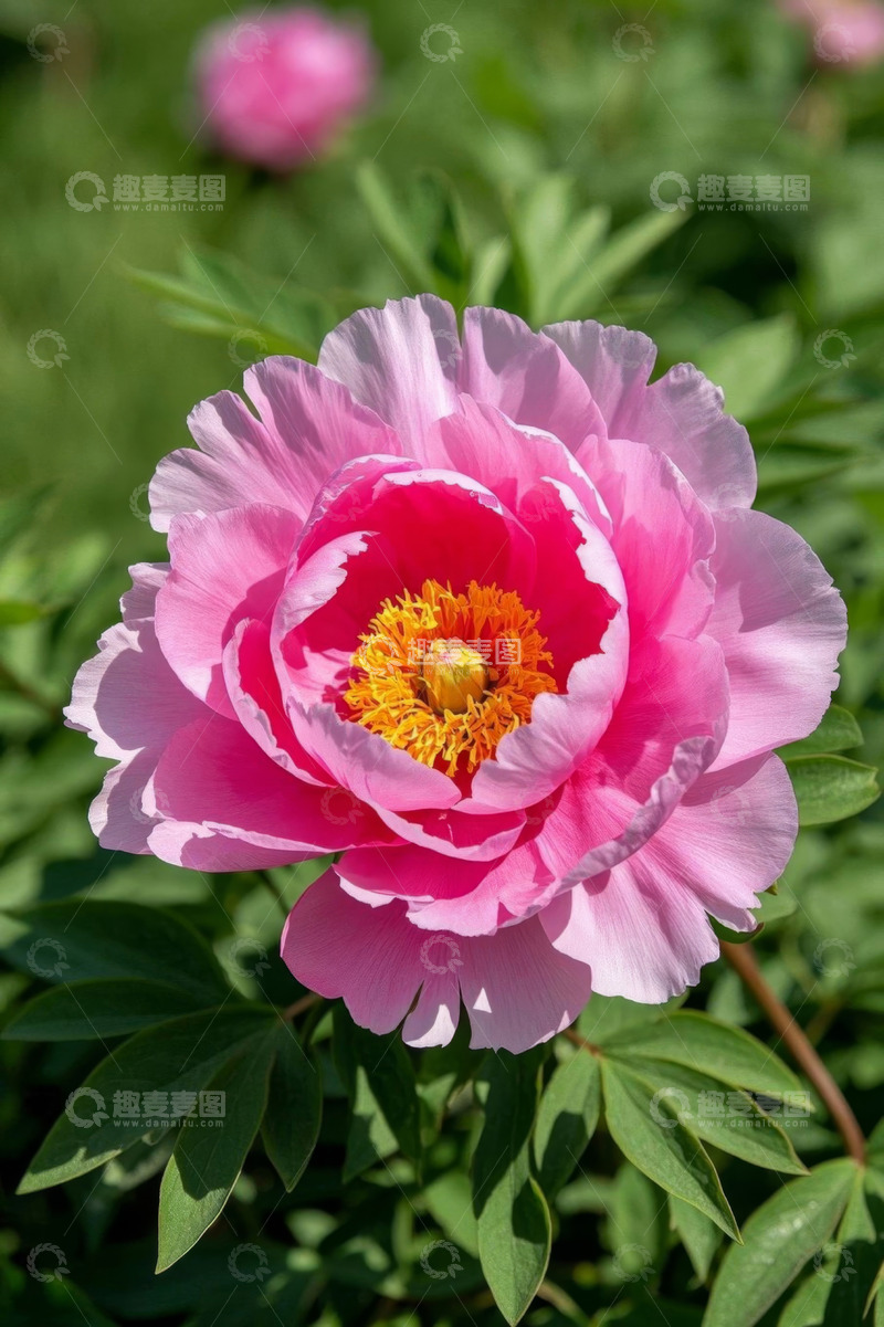 高清大图下载【趣麦麦图】盛开的粉色牡丹花特写