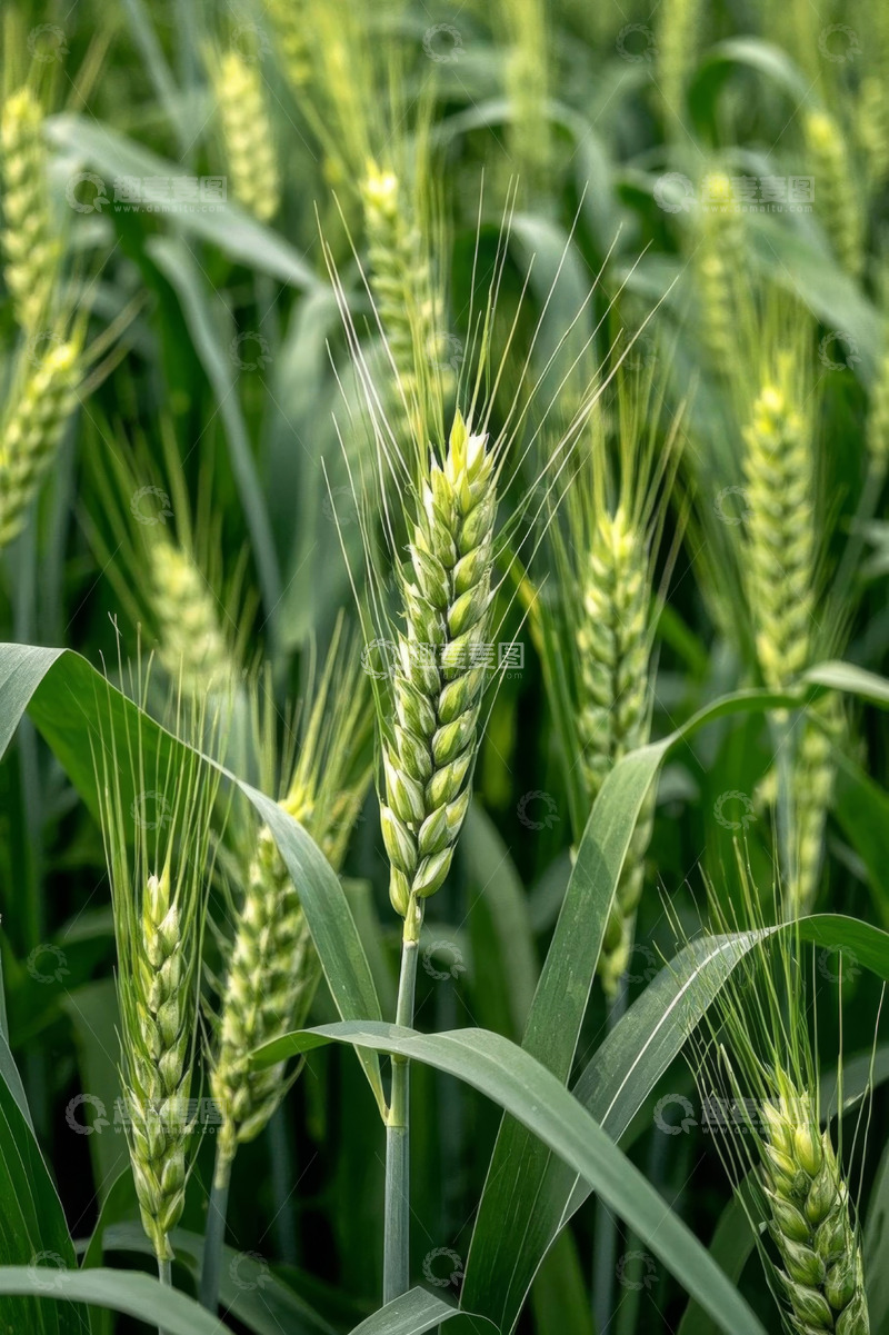 高清大图下载【趣麦麦图】生长中的小麦特写