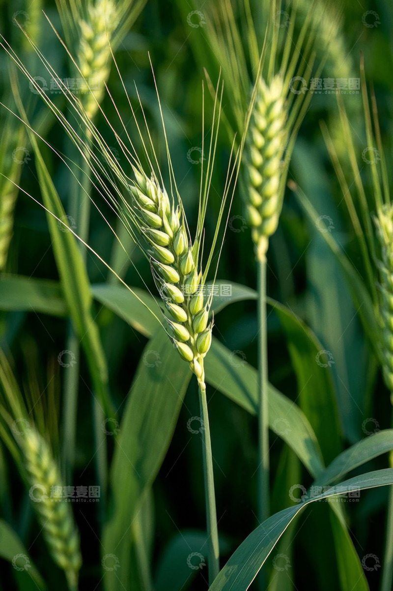 高清大图下载【趣麦麦图】成熟小麦特写画面