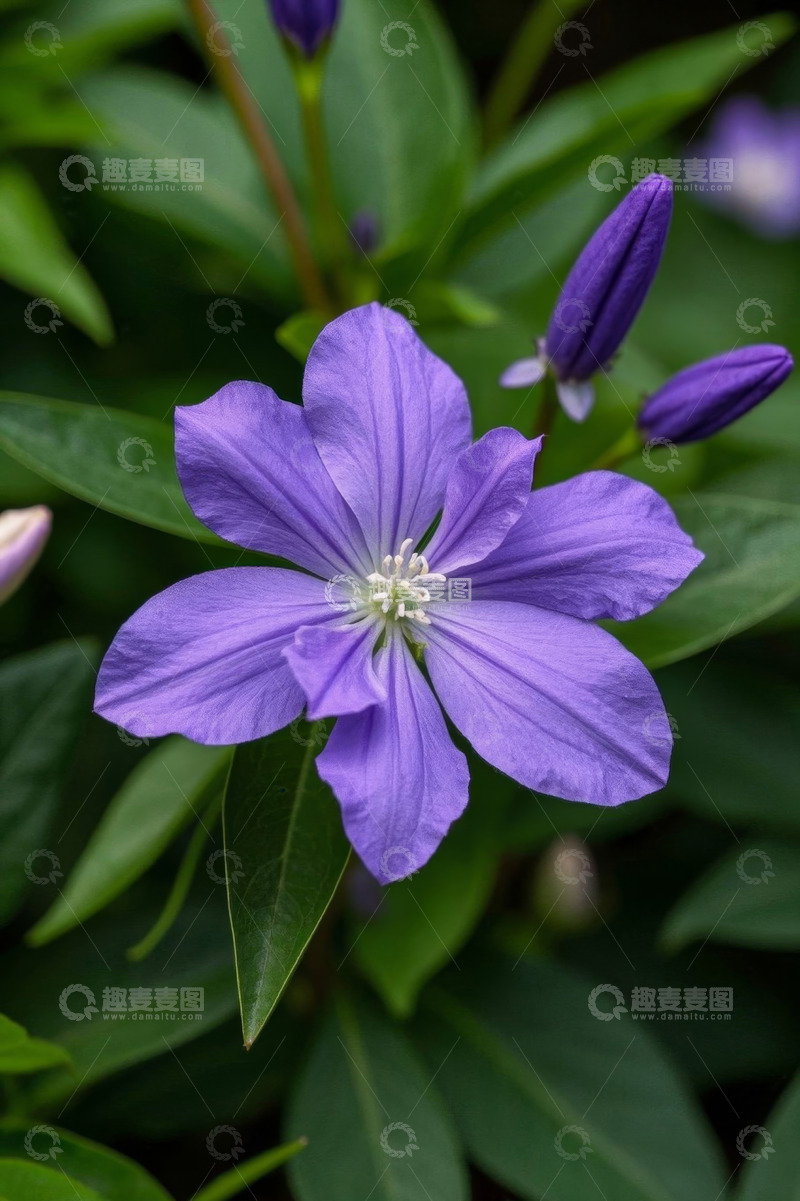 高清大图下载【趣麦麦图】紫色花朵特写
