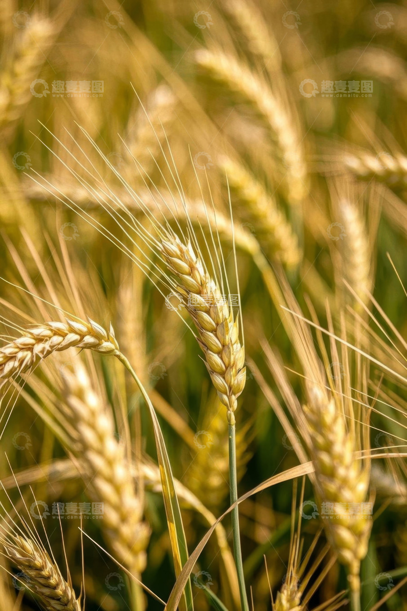 高清大图下载【趣麦麦图】成熟饱满的小麦特写