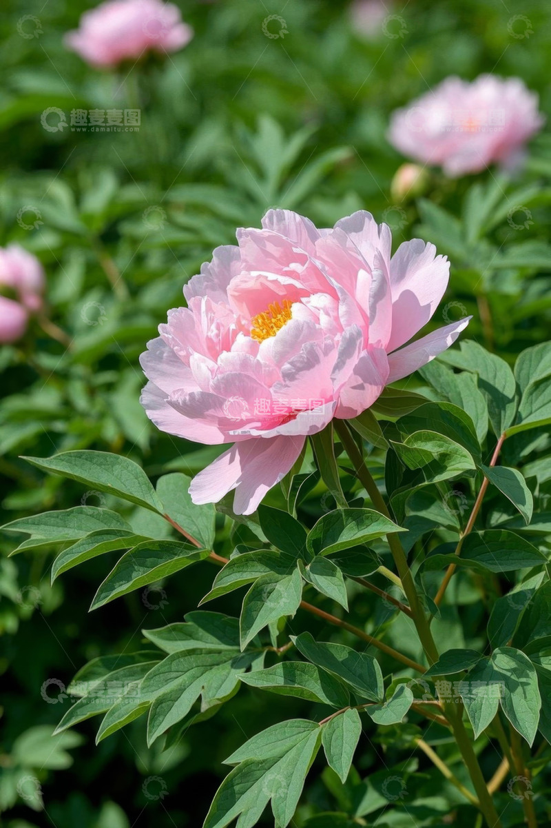 高清大图下载【趣麦麦图】盛开的粉色牡丹花