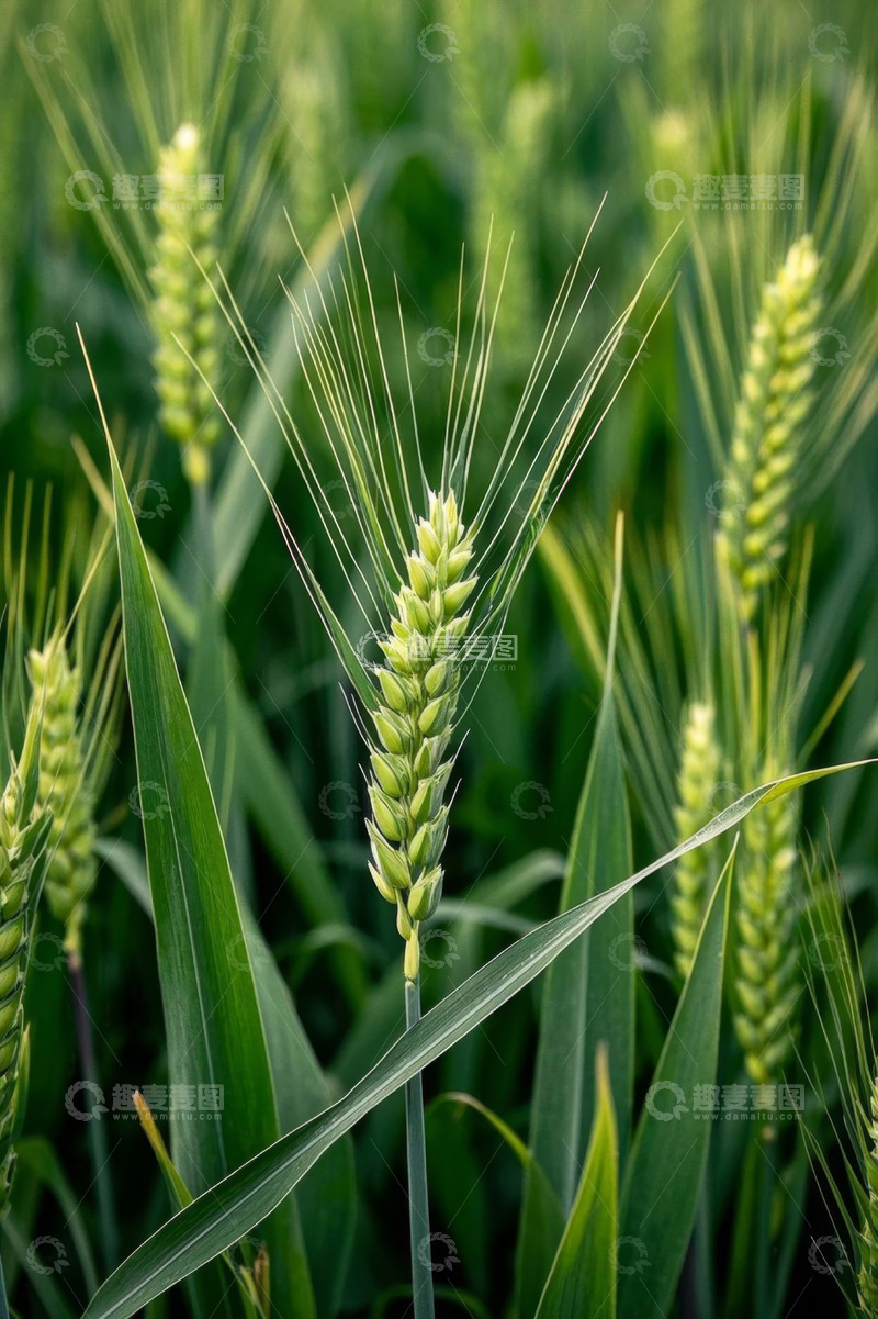 高清大图下载【趣麦麦图】生长中的绿色小麦特写