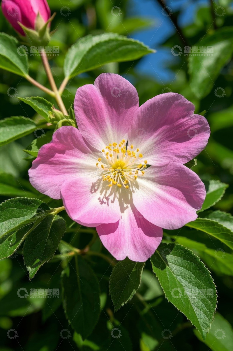 高清大图下载【趣麦麦图】粉色花朵特写