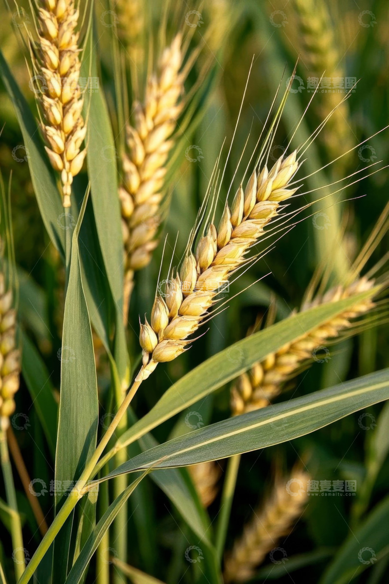 高清大图下载【趣麦麦图】成熟小麦特写素材