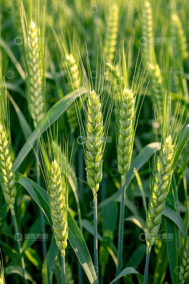高清大图下载【趣麦麦图】成熟麦穗特写