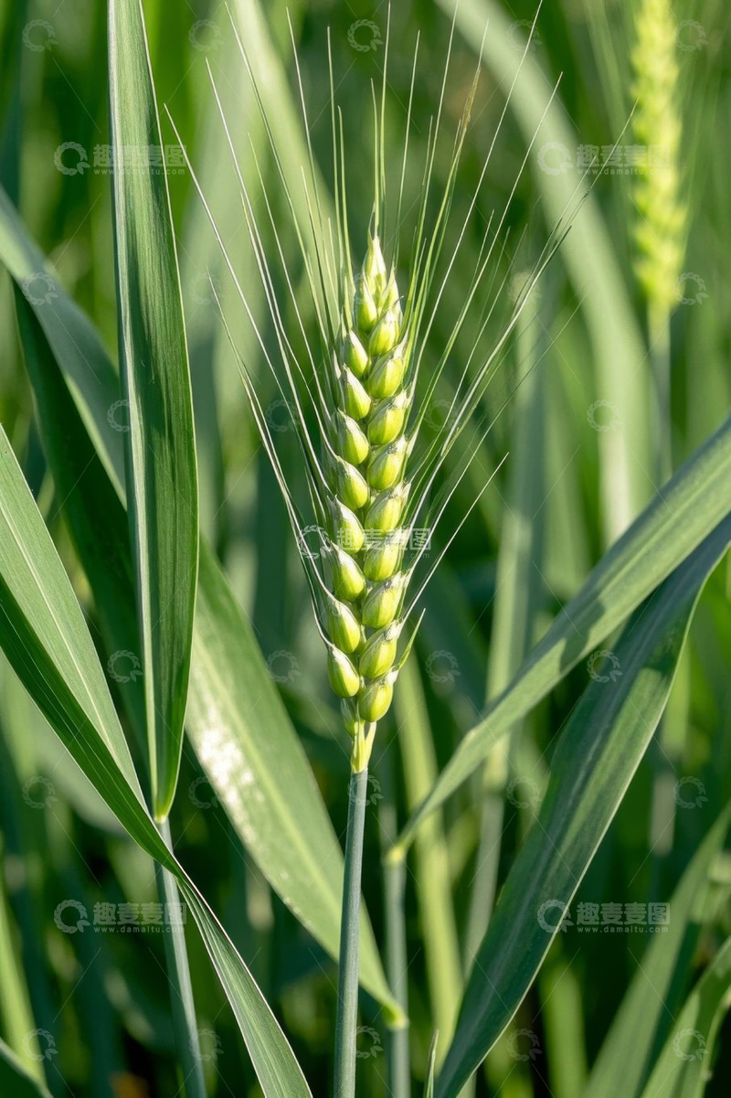 高清大图下载【趣麦麦图】特写小麦麦穗与叶片