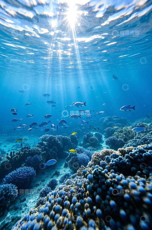海底珊瑚与群鱼景观