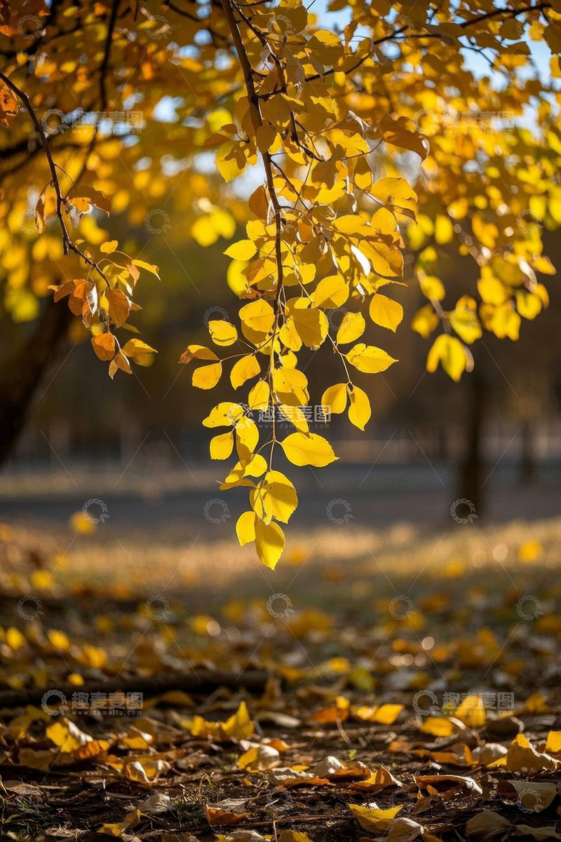 高清大图下载【趣麦麦图】户外秋日金黄树叶景观