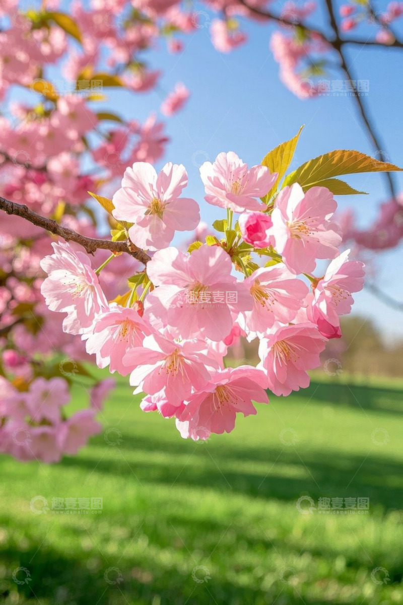 高清大图下载【趣麦麦图】盛开的粉色樱花特写