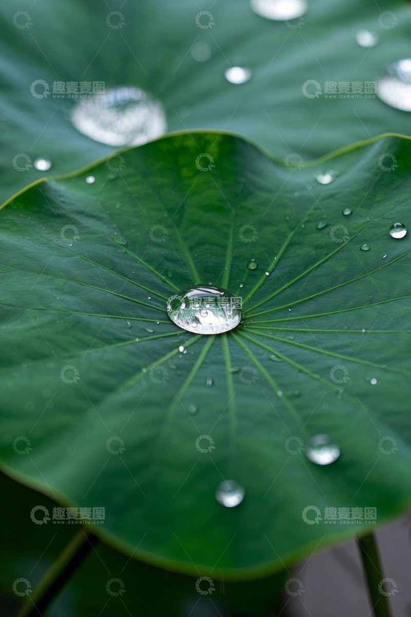 高清大图下载【趣麦麦图】荷叶上的晶莹水珠