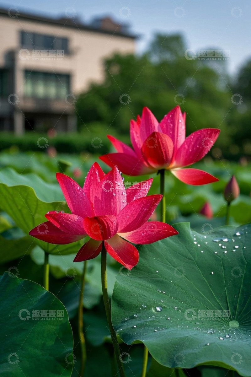 高清大图下载【趣麦麦图】娇艳荷花与荷叶特写