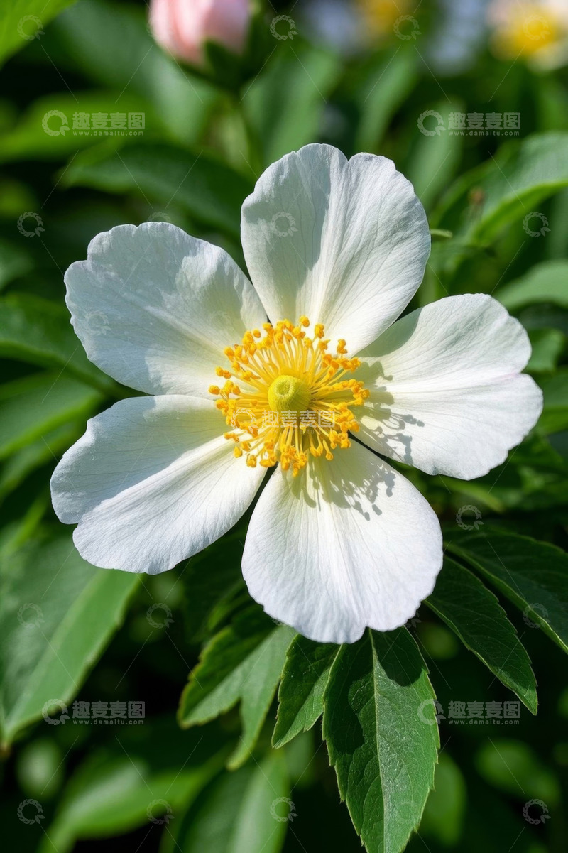 高清大图下载【趣麦麦图】白色花朵特写