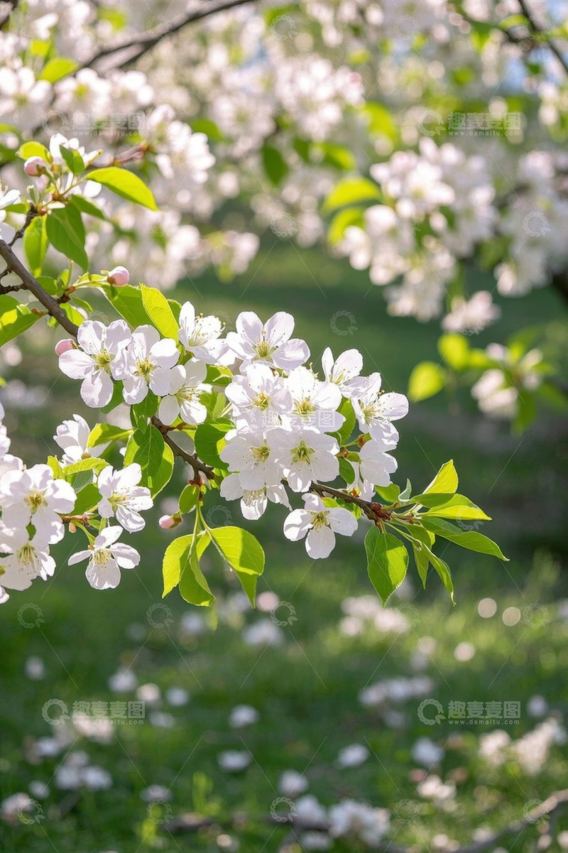 高清大图下载【趣麦麦图】盛开的白色花朵与绿叶