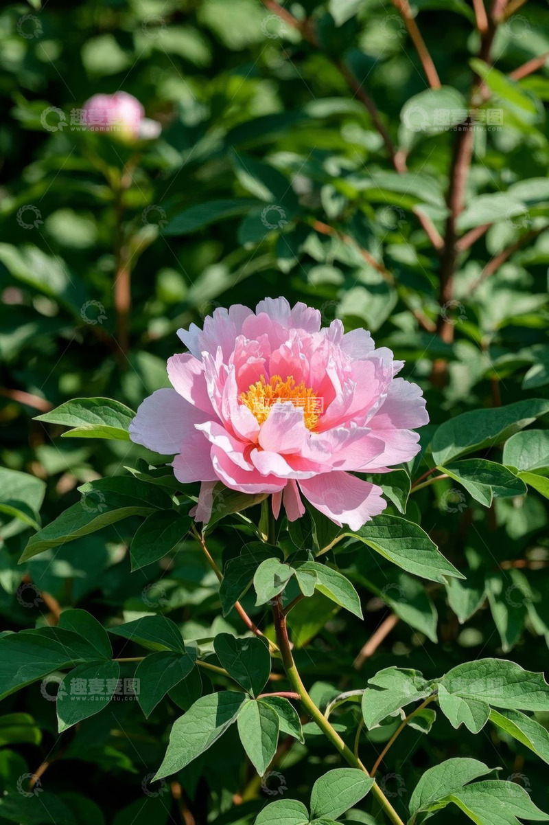 高清大图下载【趣麦麦图】盛开的粉色牡丹花