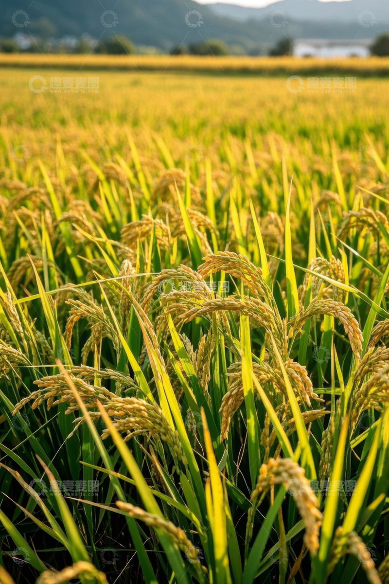 高清大图下载【趣麦麦图】金黄稻田田园风光景象