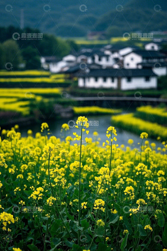 田园油菜花与白墙黑瓦景观