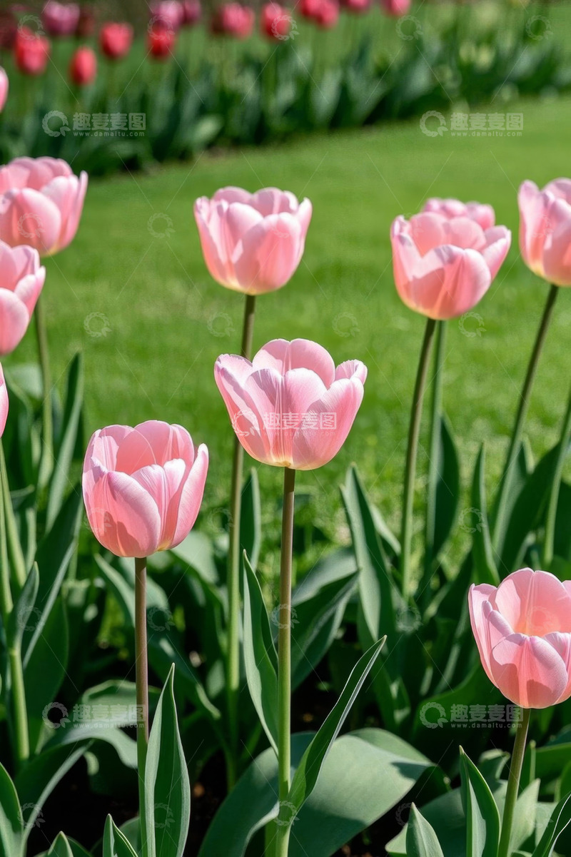 高清大图下载【趣麦麦图】户外盛开的粉色郁金香
