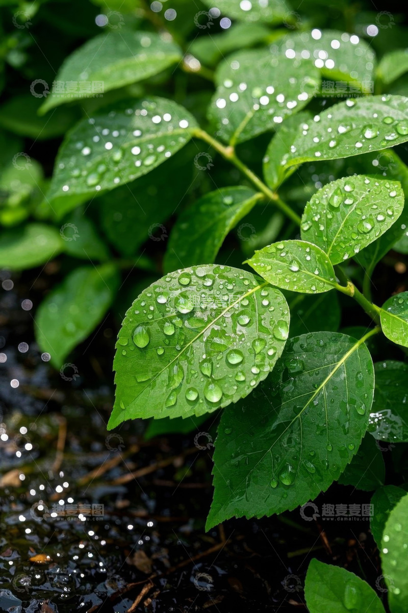 高清大图下载【趣麦麦图】带水珠的绿色植物特写