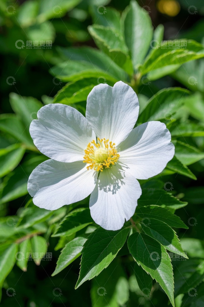 高清大图下载【趣麦麦图】白色花朵特写