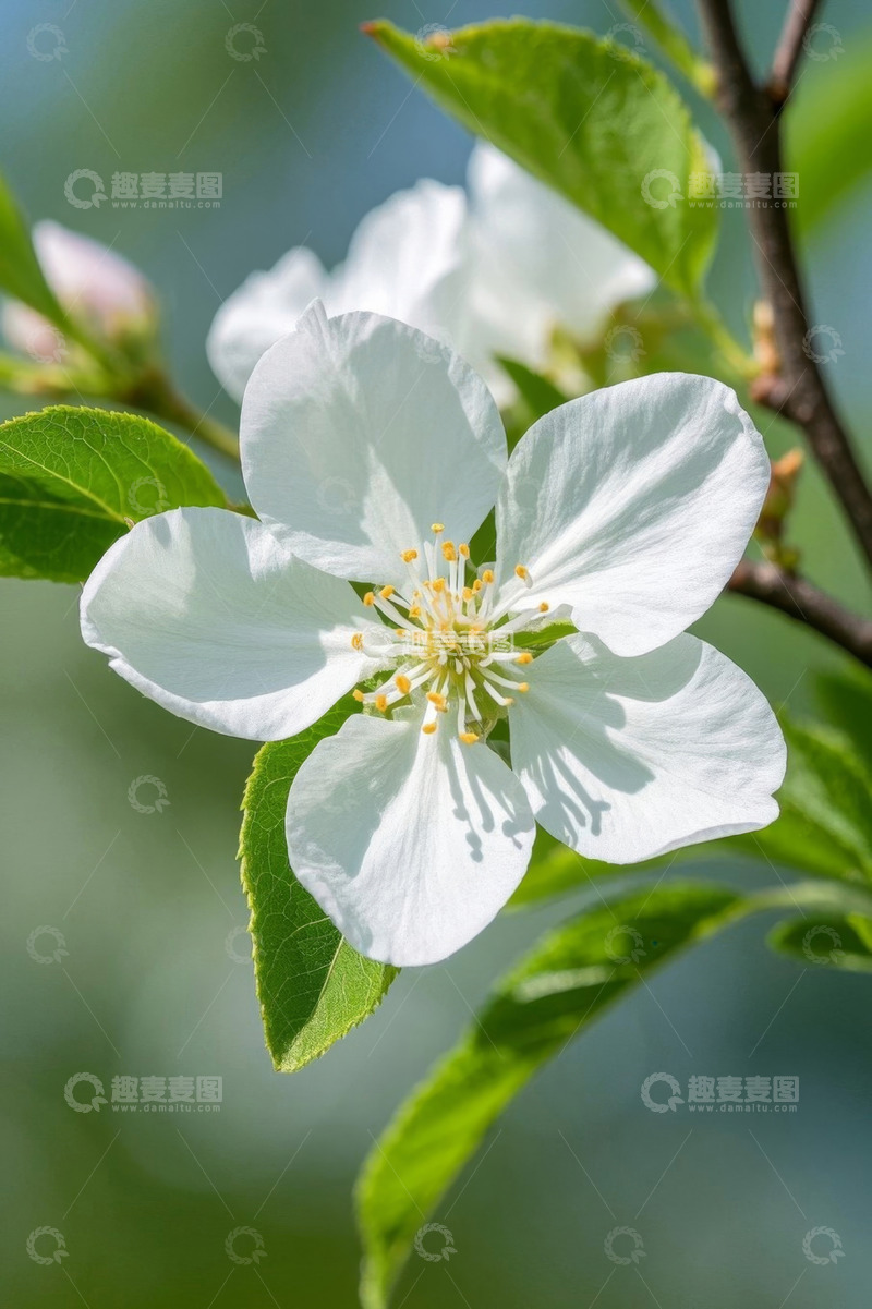 高清大图下载【趣麦麦图】白色花卉绿叶特写