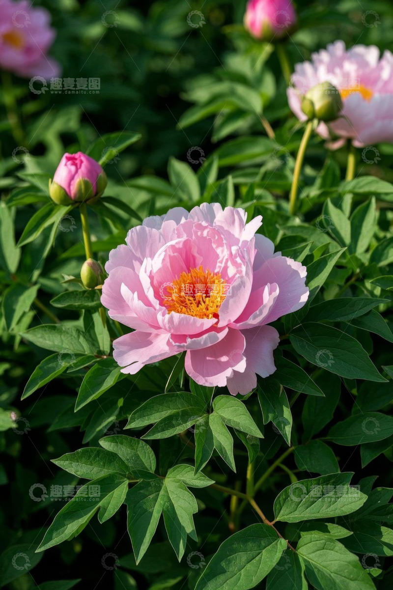 高清大图下载【趣麦麦图】盛开的粉色牡丹花