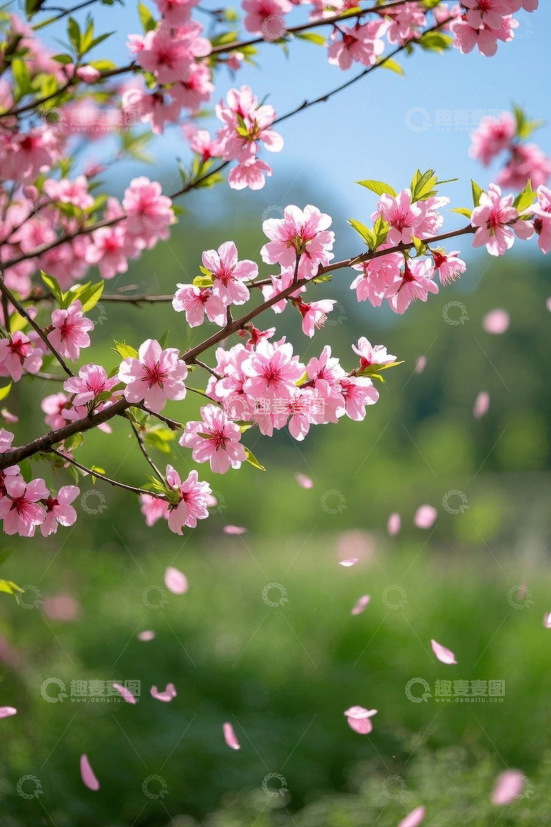 高清大图下载【趣麦麦图】盛开的粉色桃花